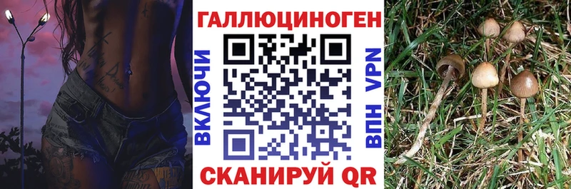 Псилоцибиновые грибы Psilocybe Холм